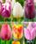 60 tulipes en 6 variétés