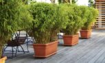 plantes de bambou Fargesia Rufa