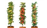 arbres fruitiers de pilier doux