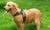 Harnais ajustables pour chiens