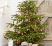 15€ offerts pour l’achat d’un sapin chez Castorama