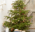 15€ offerts pour l’achat d’un sapin chez Castorama