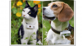 10€ remboursés pour l’achat d’un collier GPS pour chien ou chat chez Medor&cie