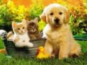 Envie de partager un moment de complicité avec votre boule de poils ? Chiens ou chats