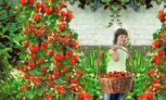 Venez découvrir la sélection de plantes, bulbes pour préparer votre jardin, un choix rien que pour vous !