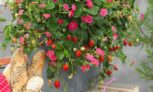 plantes de fraisier Fragaria « Roman »