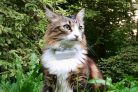 La balise GPS spécialement conçue pour les chats WEENECT CATS