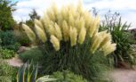 Herbes de la Pampas