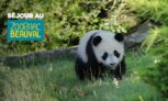Val de Loire : 1 à 2 nuits l’hôtel Les hauts de Beauval et entrée 2 jours au zoo pour 2 à 4 pers