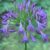 Agapanthes bleues