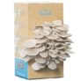 Kit culture de champignons – Pleurotes gris – Bio et Français – Dans votre cuisine en 10 jours