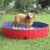 Piscine Grand pour Chien