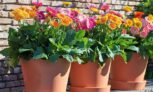 Plantes Garvinea