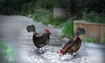 poules LED solaires décoratives pour jardin