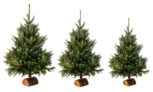 Sapin de Noël Naturel Nordmann, jusque 150 cm