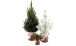 Pack de 3 Arbustes Spécial Noël