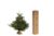 Sapin de Noël naturel Nordmann 100/125 cm (premier choix coupé + bûche offerte)