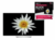 LG- TV OLED 55 » 139 cm 55EG9A7V – Argent