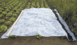 Voile d’hivernage